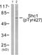 SHC Adaptor Protein 1 antibody, abx012408, Abbexa, Western Blot image 