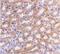 Interferon Regulatory Factor 3 antibody, NBP1-76597, Novus Biologicals, Immunohistochemistry paraffin image 