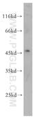 KIAA1427 antibody, 18115-1-AP, Proteintech Group, Western Blot image 