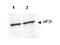 Eukaryotic Translation Initiation Factor 3 Subunit F antibody, A04765, Boster Biological Technology, Western Blot image 