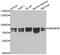 Heterogeneous Nuclear Ribonucleoprotein M antibody, abx006860, Abbexa, Western Blot image 