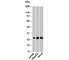 NF-kappa-B inhibitor-interacting Ras-like protein 1 antibody, N1127-100UG, NSJ Bioreagents, Western Blot image 