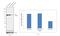 Phosphatidylinositol 3-Kinase Catalytic Subunit Type 3 antibody, PA1-46456, Invitrogen Antibodies, Western Blot image 