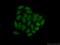 PPIase antibody, 17452-1-AP, Proteintech Group, Immunofluorescence image 