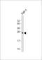 Neurogenin 3 antibody, M03554-1, Boster Biological Technology, Western Blot image 