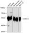 Coronin 1A antibody, 23-837, ProSci, Western Blot image 