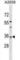 RAB40A, Member RAS Oncogene Family antibody, abx029863, Abbexa, Western Blot image 