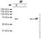 Apoptosis Inducing Factor Mitochondria Associated 1 antibody, ab32516, Abcam, Immunoprecipitation image 