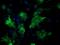 Ethanolamine-Phosphate Phospho-Lyase antibody, orb73671, Biorbyt, Immunofluorescence image 