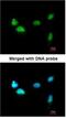 Scm Polycomb Group Protein Homolog 1 antibody, NBP1-32517, Novus Biologicals, Immunocytochemistry image 