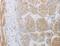 Adrenoceptor Beta 2 antibody, LS-C405409, Lifespan Biosciences, Immunohistochemistry paraffin image 