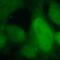 Jun Proto-Oncogene, AP-1 Transcription Factor Subunit antibody, FNab00455, FineTest, Immunofluorescence image 