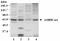 Protein Kinase AMP-Activated Catalytic Subunit Alpha 1 antibody, ab3759, Abcam, Western Blot image 