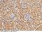 EPH Receptor B4 antibody, 50582-RP02, Sino Biological, Immunohistochemistry frozen image 