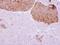 Interleukin 22 Receptor Subunit Alpha 2 antibody, NBP1-32246, Novus Biologicals, Immunohistochemistry frozen image 