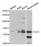 Galactosidase Beta 1 antibody, PA5-76636, Invitrogen Antibodies, Western Blot image 