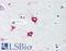 Toll Interacting Protein antibody, LS-B608, Lifespan Biosciences, Immunohistochemistry frozen image 