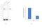 Inhibitor Of Nuclear Factor Kappa B Kinase Subunit Beta antibody, LF-MA0192, Invitrogen Antibodies, Western Blot image 