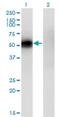 Kruppel Like Factor 12 antibody, H00011278-M04, Novus Biologicals, Western Blot image 