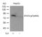 Signal Transducer And Activator Of Transcription 4 antibody, GTX50121, GeneTex, Western Blot image 