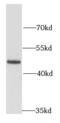 Flap Structure-Specific Endonuclease 1 antibody, FNab03075, FineTest, Western Blot image 