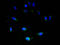 Solute carrier family 2, facilitated glucose transporter member 4 antibody, A50488-100, Epigentek, Immunofluorescence image 