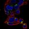 N-Terminal EF-Hand Calcium Binding Protein 3 antibody, PA5-65389, Invitrogen Antibodies, Immunofluorescence image 