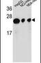 ATP Synthase Peripheral Stalk Subunit D antibody, PA5-23694, Invitrogen Antibodies, Western Blot image 