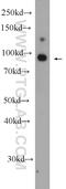 GRAM Domain Containing 1B antibody, 24905-1-AP, Proteintech Group, Western Blot image 