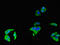 CD16 antibody, LS-C677925, Lifespan Biosciences, Immunofluorescence image 