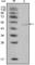 Lipoprotein Lipase antibody, abx011094, Abbexa, Western Blot image 