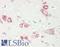 GluA1 antibody, LS-B14637, Lifespan Biosciences, Immunohistochemistry paraffin image 