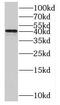 Mevalonate Kinase antibody, FNab05448, FineTest, Western Blot image 