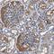 Complement C1r Subcomponent Like antibody, HPA011338, Atlas Antibodies, Immunohistochemistry paraffin image 