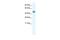 Apoptosis Antagonizing Transcription Factor antibody, PA5-40442, Invitrogen Antibodies, Western Blot image 