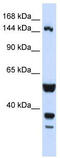 ABI Family Member 3 Binding Protein antibody, TA341976, Origene, Western Blot image 