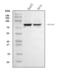 Sad1 And UNC84 Domain Containing 2 antibody, A03291-1, Boster Biological Technology, Western Blot image 