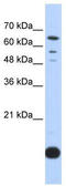 Thioredoxin 2 antibody, TA334463, Origene, Western Blot image 