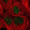 Zinc Fingers And Homeoboxes 3 antibody, NBP2-55486, Novus Biologicals, Immunofluorescence image 