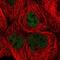 Kiaa0395 antibody, NBP2-55486, Novus Biologicals, Immunofluorescence image 