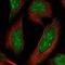 Bromodomain And WD Repeat Domain Containing 1 antibody, NBP1-89878, Novus Biologicals, Immunofluorescence image 