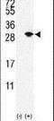 Small Ubiquitin Like Modifier 3 antibody, PA5-11317, Invitrogen Antibodies, Western Blot image 