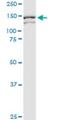 Rho Guanine Nucleotide Exchange Factor 11 antibody, H00009826-M02, Novus Biologicals, Western Blot image 