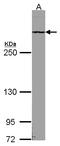 ATRX Chromatin Remodeler antibody, LS-C185396, Lifespan Biosciences, Western Blot image 