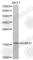 Small ubiquitin-related modifier 3 antibody, A3099, ABclonal Technology, Western Blot image 