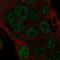 Torsin-4A antibody, NBP1-93983, Novus Biologicals, Immunocytochemistry image 