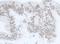 DExH-Box Helicase 9 antibody, NB110-40579, Novus Biologicals, Immunohistochemistry frozen image 