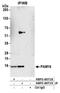 Mitochondrial import inner membrane translocase subunit TIM16 antibody, NBP2-60719, Novus Biologicals, Immunoprecipitation image 