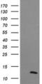 D-dopachrome decarboxylase antibody, MA5-26174, Invitrogen Antibodies, Western Blot image 