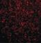 Toll Like Receptor 2 antibody, LS-B1417, Lifespan Biosciences, Immunofluorescence image 